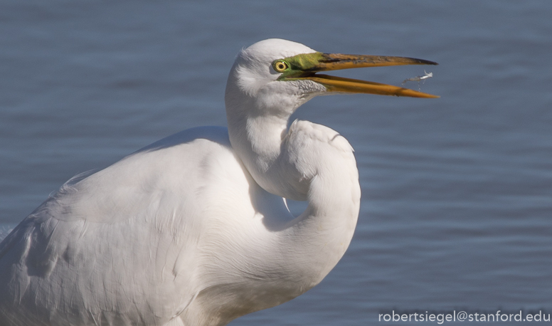 palo alto baylands